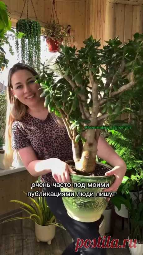 Артикул удобрения на WB