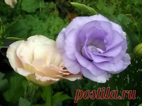 Выращивание эустомы рассадой, пересадка и уход в открытом грунте | Дача - впрок