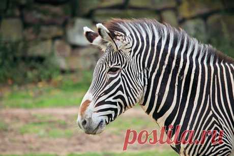 Zebra Head  Free Stock Photo HD - Public Domain Pictures