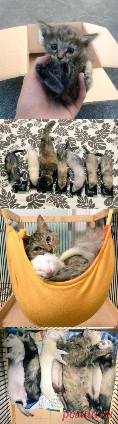 Как котёнок стал своим в семье хорьков