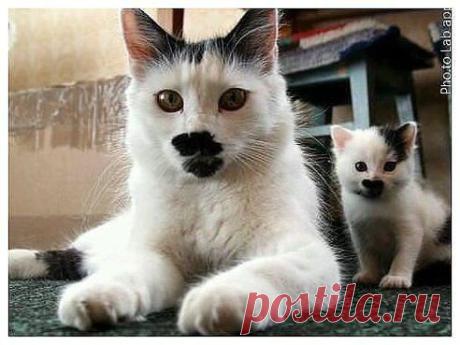 Без кота и жизнь не та ツ
Яблоня и яблочко
