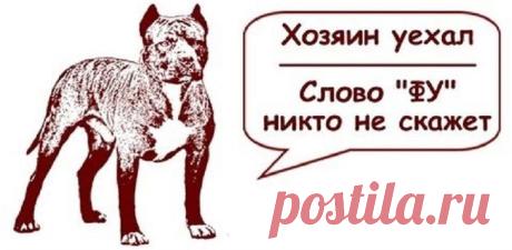 19 убойных табличек, предостерегающих от злых собак