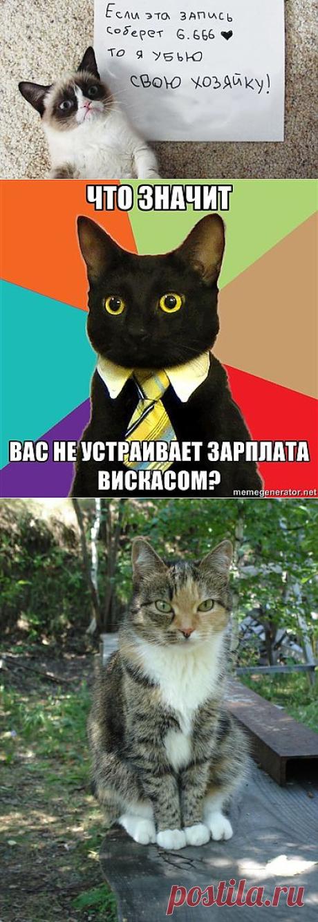 7 звездных котов Интернета | Новости интернета и технологий