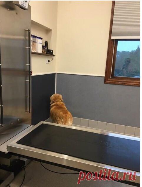 Эти животные не знакомы между собой, но на приеме у ветеринара применяют одинаковую тактику: 