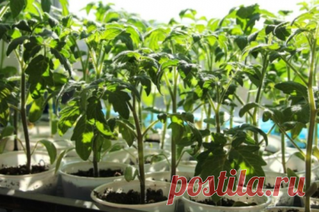 ПРОВЕРЕННЫЕ ПОДКОРМКИ ДЛЯ ПОМИДОР
Сохраните, чтобы не потерять!
Существует множество разновидностей питательных и стимулирующих томатных культур подкормок: органические, минеральные, универсальные (для всех огородных культур), целенаправленные (подходящие только томатам). У каждой своя задача. Но опытные дачники, огородники, хозяйственники знают, что хорошо лишь то, что внесено своевременно, в нужное время и по адресу. Они же руководствуются заповедью: установи причину хил...