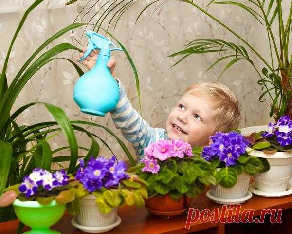 Фиалки: фото и личный опыт выращивания