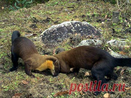 Желтогорлая куница — Martes flavigula