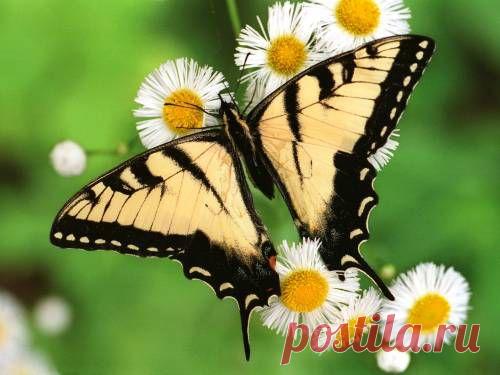 Красивые фото Желтая бабочка,  красивые обои Желтая бабочка для рабочего стола