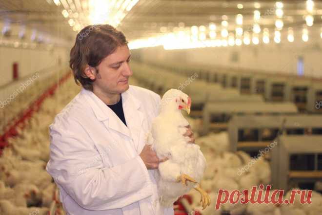 ВЕТЕРИНАР РАБОТАЕТ НА ПТИЦЕФЕРМЕ