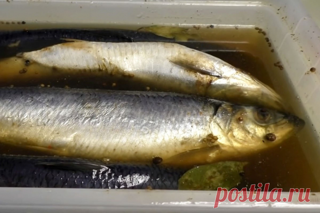 Готовлю дома сельдь пряного посола по ГОСТу, получилось добиться вкуса, пробуждающего ностальгию
