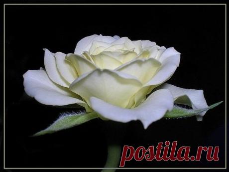 Лучшим украшением зеленых растений являются цветы, которые пробуждают воображение поэтов и художников, а также просто радуют нас своими яркими красками и приятным благоуханием. Недаром афоризмы и цитаты о цветах встречаются довольно часто и ассоциируются с чувственным миром человека и праздником.