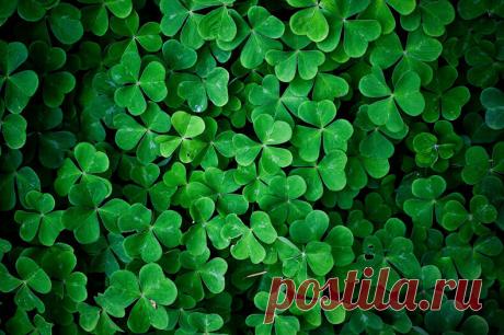 Вы знали, что клевер — природный заменитель аспирина? — Диеты со всего света