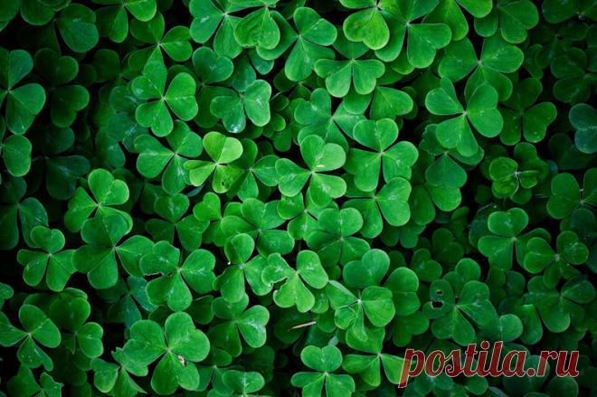 Вы знали, что клевер — природный заменитель аспирина? — Диеты со всего света