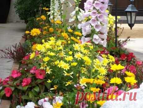 ПОСЕВ ОДНОЛЕТНИКОВ ПОД ЗИМУ - Садоводка