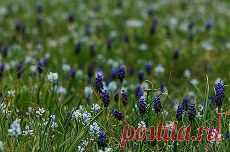 Др@коша — «Гиацинтовое море» на Яндекс.Фотках