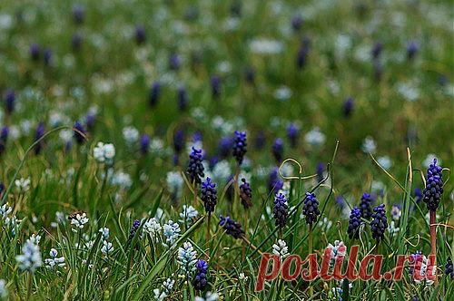 Др@коша — «Гиацинтовое море» на Яндекс.Фотках