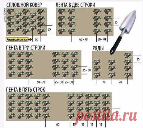 Какой способ посадки лучше и урожайнее?! Сажаем клубнику!
Способы размещения кустов земляники.
Схемы посадки.
Преимущества и недостатки