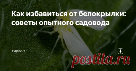 Как избавиться от белокрылки: советы опытного садовода Если вы столкнулись с белокрылкой, мне есть что вам рассказать. Такие паразиты питаются соком растений, вызывая болезни и гибель. Появление такого недуга возможно у комнатных цветов, у овощей, растущих в теплице, цитрусовых и других культур.
Что нужно знать о вредителе?
Белокрылка внешне похожа на моль. Это маленькое насекомое белого или желтоватого цвета с четырьмя крылышками. Как правило, живет