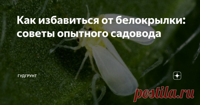 Как избавиться от белокрылки: советы опытного садовода Если вы столкнулись с белокрылкой, мне есть что вам рассказать. Такие паразиты питаются соком растений, вызывая болезни и гибель. Появление такого недуга возможно у комнатных цветов, у овощей, растущих в теплице, цитрусовых и других культур.
Что нужно знать о вредителе?
Белокрылка внешне похожа на моль. Это маленькое насекомое белого или желтоватого цвета с четырьмя крылышками. Как правило, живет