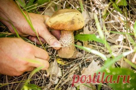 Осенние грибы и риски «тихой охоты»....