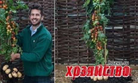 Картофелетомат или томатокартофель. Что это?