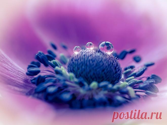 Очаровательные и вдохновляющие цветочные фотографии Вэй-Сан Уи Ловите весеннее настроение, творческое вдохновение и получайте эстетическое удовольствие от работ фотографа Вэй-Сан Уи (Wei-San Ooi)!