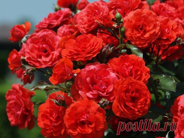 Когда и как правильно привить розу