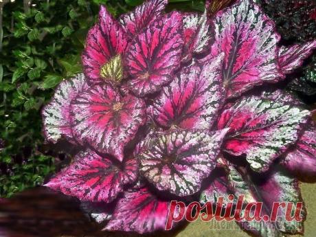 Королевская бегония, размножение бегонии в домашних условиях