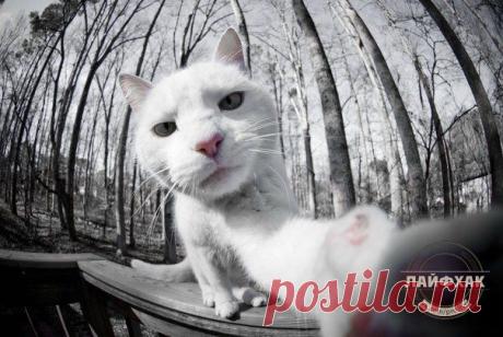 Да ладно, я и сам могу сфоткаться! / Взлом логики
