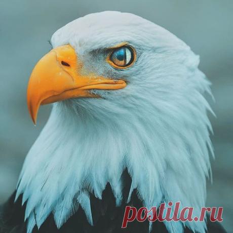 Bald eagles have two centres of focus in their eyes, that allows the birds to see both forward & sideways at the same time.
Photos by @charlysavely
Explore. Share. Inspire: #earthfocus