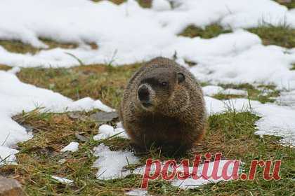 Канадский сурок-предсказатель умер за несколько часов до Дня сурка. Канадский сурок-предсказатель Фред умер за несколько часов до начала празднования Дня сурка. Животное в возрасте девяти лет было обнаружено мертвым, когда организаторы попытались разбудить его перед мероприятием. Предполагается, что сурок скончался во время зимней спячки, это могло произойти поздней осенью.
