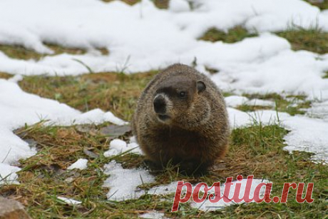 Канадский сурок-предсказатель умер за несколько часов до Дня сурка. Канадский сурок-предсказатель Фред умер за несколько часов до начала празднования Дня сурка. Животное в возрасте девяти лет было обнаружено мертвым, когда организаторы попытались разбудить его перед мероприятием. Предполагается, что сурок скончался во время зимней спячки, это могло произойти поздней осенью.