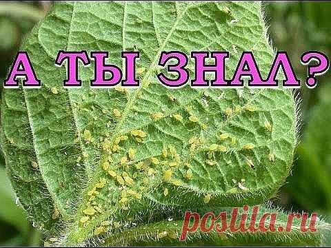25 СПОСОБОВ ВЫВЕСТИ ТЛЮ - СОВЕТЫ ДАЧНИКАМ.
Сохраните, чтобы не потерять!
1. Водкой. Для обработки пойдет самая дешевая. Все, что нужно, так это налить ее в пульверизатор и опрыснуть растения.
2. Кока-колой. Использовать так же, как и водку.
3. Хозяйственным мылом: 200 г растворить в 10 л воды.
4. Нашатырем: 1 ст. ложку развести в 10 л воды.
5. Кальцинированной содой: 1 ст. ложку растворить в 1 л воды. Добавить 40 г хозяйственного мыла.
6. Золой: 200–300 г залить 5 л крутого кипятка, остудить,
