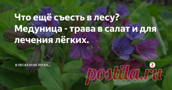 Что ещё съесть в лесу? Медуница - трава в салат и для лечения лёгких. С наступлением весны, природа нас радует всё больше и больше.  В какой-то момент дело доходит и до медуницы.
Это одно из тех растений, которое можно использовать в еду в свежем виде. Его листья кладут в салаты, супы и прочие блюда