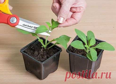 (8) Одноклассники
