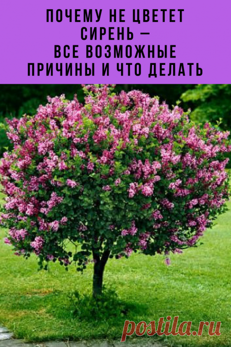 Благоухающая сирень в цвету – пожалуй, одна из главных &quot;весенних&quot; ассоциаций. И как тут не расстраиваться, если вдруг ваши сиреневые кусты цветут скудно или не зацветают вовсе! Поговорим о том, как исправить ситуацию.