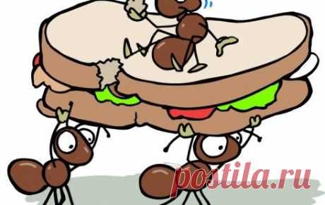 Муравьи на кухне – что делать?