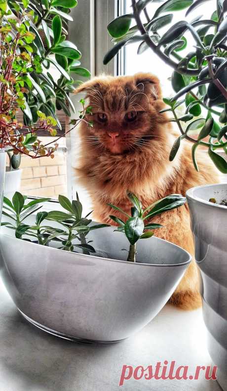 Люди, ненавидящие кошек🐈, в следующей жизни будут мышами🐀. | Цветы🌿 &amp; Кошки😺 | Дзен