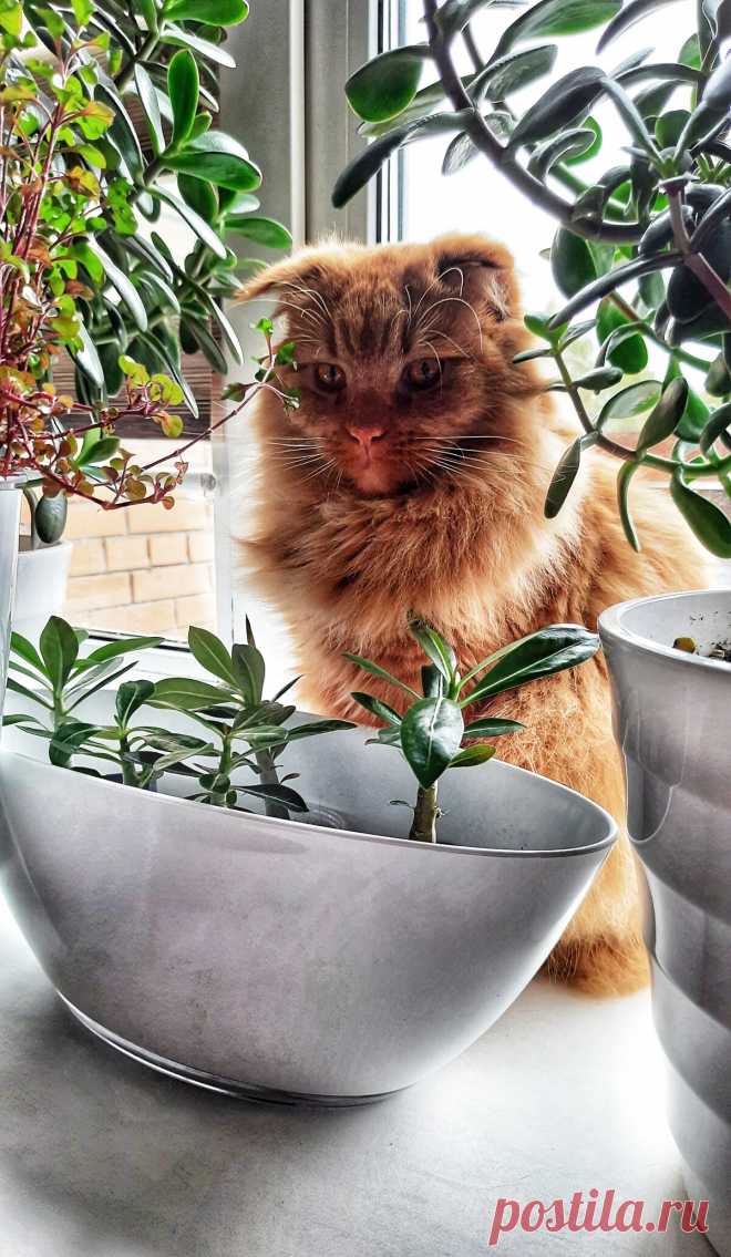 Люди, ненавидящие кошек🐈, в следующей жизни будут мышами🐀. | Цветы🌿 & Кошки😺 | Дзен