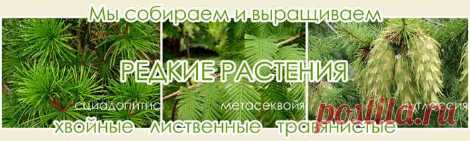 Питомник растений. Озеленение участка. Декоративные деревья и кустарники. Доставка, посадка. Ландшафтный дизайн