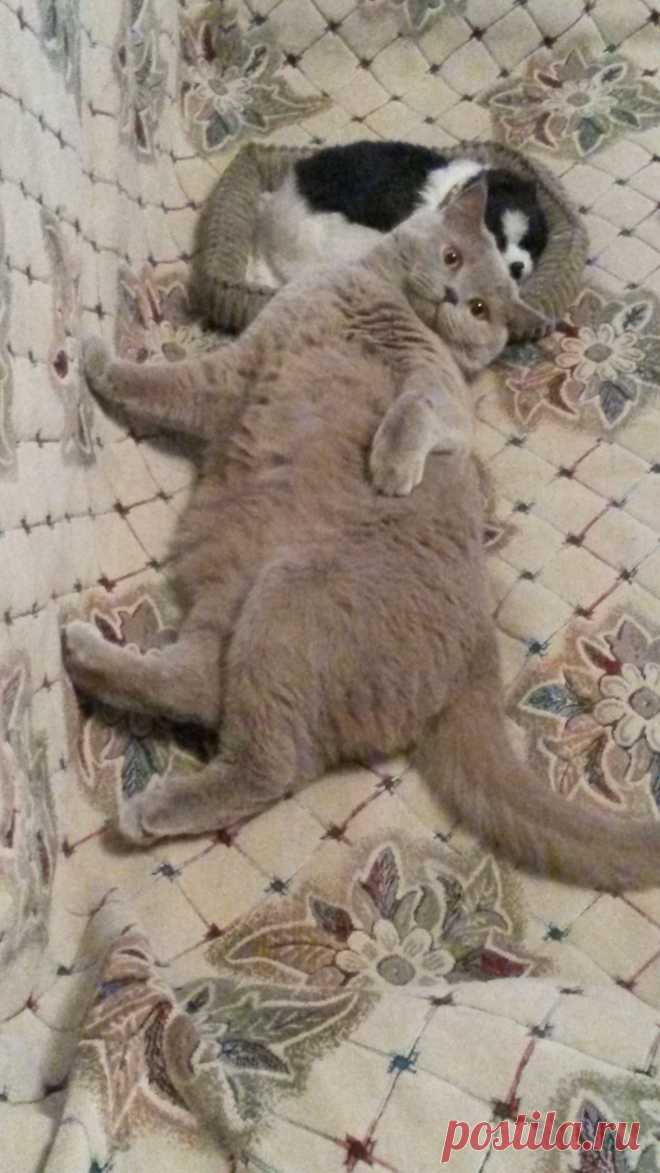 наш девиз не победим наедимся и сопим!