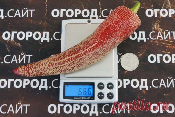 Перец пикантный Элефант, семена | ОГОРОД.сайт