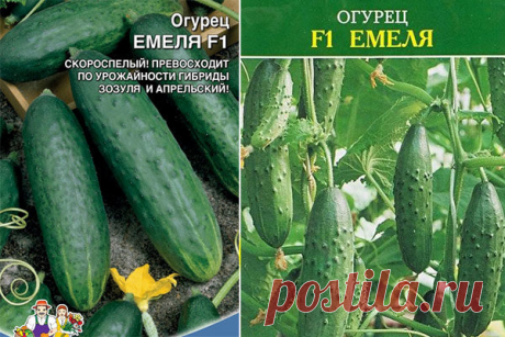 Огурец Емеля F1: описание, отзывы, фото, посадка и уход, характеристика сорта, достоинства и недостатки, урожайность