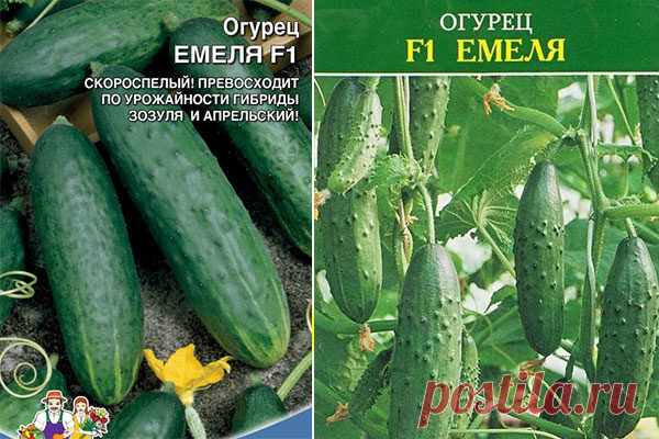Огурец Емеля F1: описание, отзывы, фото, посадка и уход, характеристика сорта, достоинства и недостатки, урожайность