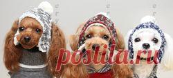 ШАПКИ ДЛЯ СОБАК - ОДЕЖДА ДЛЯ СОБАК - Crystaldog
