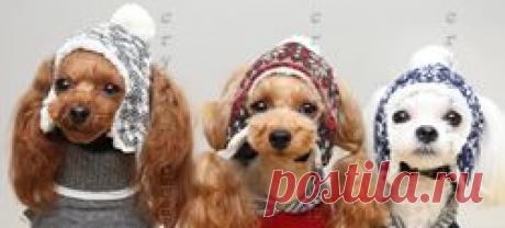 ШАПКИ ДЛЯ СОБАК - ОДЕЖДА ДЛЯ СОБАК - Crystaldog