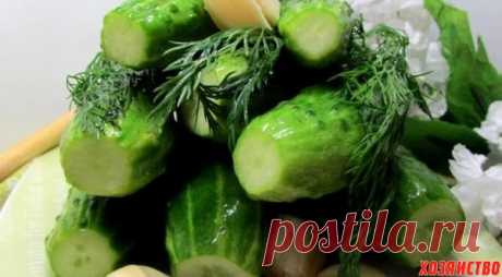 Шесть лучших рецептов малосольных огурцов на любой вкус