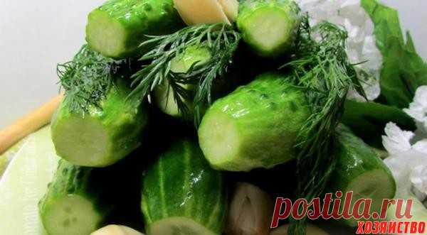 Шесть лучших рецептов малосольных огурцов на любой вкус