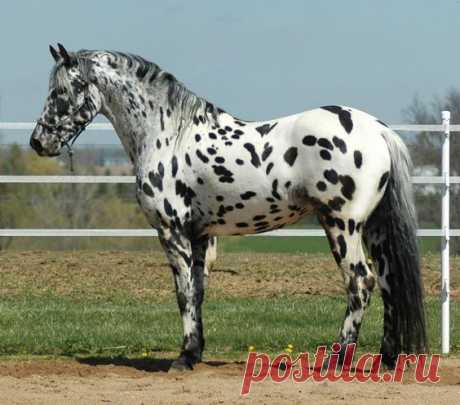 Legendary Design Stallion | Appaloosa-Stallion Donation Services  -  Источник:  ipshr.com   |   Pinterest • Всемирный каталог идей