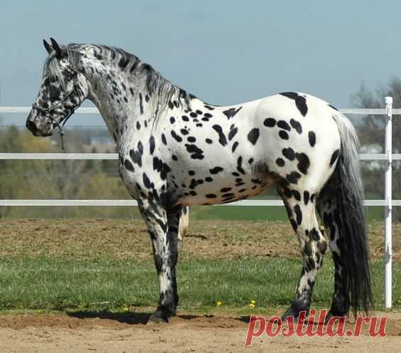 Legendary Design Stallion | Appaloosa-Stallion Donation Services  -  Источник:  ipshr.com   |   Pinterest • Всемирный каталог идей
